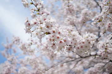 淡い桜　アップ