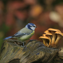 Blaumeise, Cyanistes caeruleus, sitzt auf Baumstamm mit Pilzen