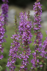 Gewöhnlicher Blutweiderich, Lythrum salicaria