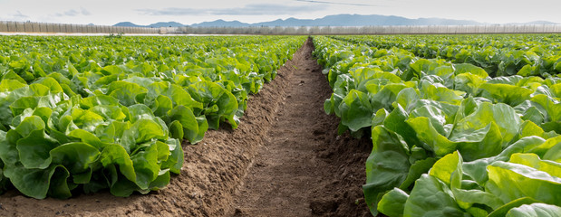 Lettuce field