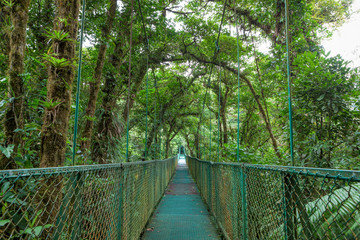 Hanging suspension bridge in Monteverde cloud forest reserve Costa Rica