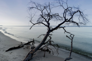 Am Darsser Weststrand