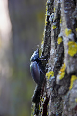 Big black beetle crawling on wood.Selective focus.Concept thirst for victory.Vertical shot.Free space