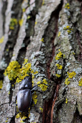 Big black beetle crawling on wood.Selective focus.Concept thirst for victory.Vertical shot.Free space