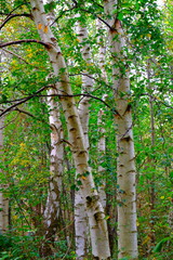 Fr&uuml;hherbstbirken