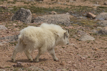 Obraz na płótnie Canvas Mountain Goat in Colorado
