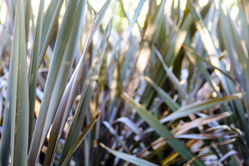 Obraz premium Slender leaves of a wild semi-aquatic plant with blurry background.