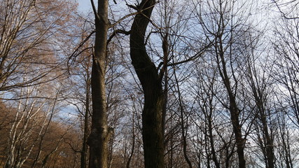 Alberi in inverno