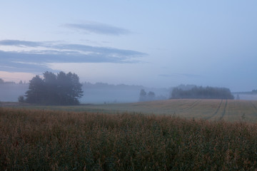 Misty meadow landscape at dawn