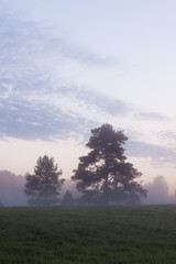 Fototapeta na wymiar Misty meadow landscape at dawn