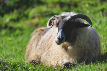 Sheep resting on the grass in clear daylight