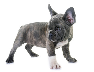 puppy french bulldog