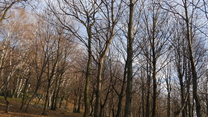 Alberi in inverno