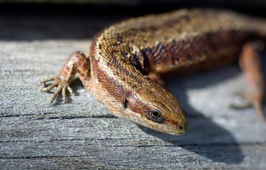 Macro lizard
