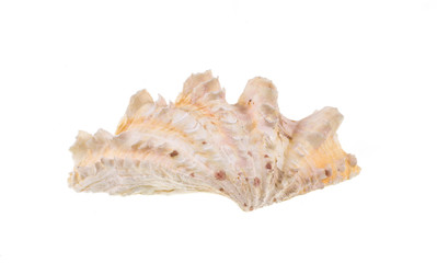 rare beautiful seashell on white isolated background