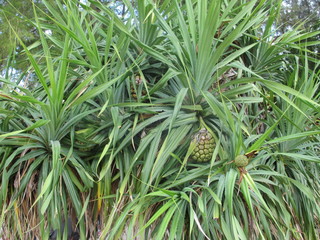 Baby pineapple plant in a garden in Thailand