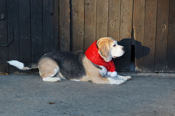 weihnachtlich gekleideter hund,beagle
