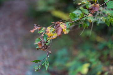 side view of a leaf in forest hanging from tree