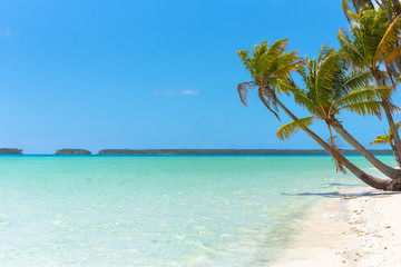 Tropical beach, in French Polynesia, with coconut tree on the turquoise sea 
