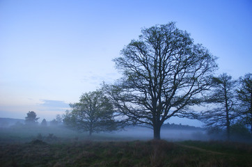 mist and trees