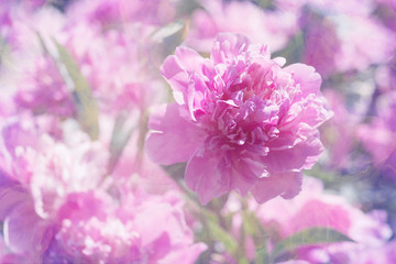 Pink peony with a texture. Art work, selective focus