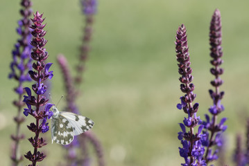 butterfly on flower wild Sage