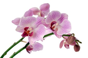 Naklejka na ściany i meble orchid Phalaenospis close up isolated