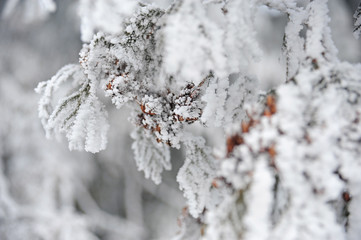 The tree branch of the tuya is covered with snow