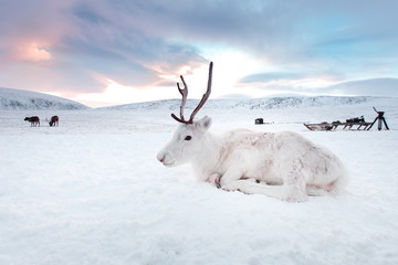 Winter white deer in the desert of Siberia, Russia, Yamal. Resting on the snow at sunrise. - obrazy, fototapety, plakaty