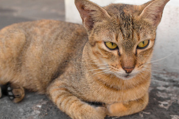 Brown cat with yellow eyes and a crescent of black eyes are looking.
