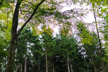 Obraz premium trees in forest with leaves in autumn season low angle view