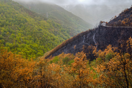 Bosques quemados en incendios forestales en Galicia