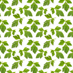 pattern fresh green parsley leaf