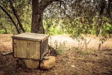 A man-made beehive under an olive tree