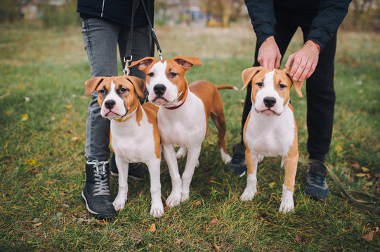 Three puppies of the American Staffordshire terrier are white and brown color from one litter.