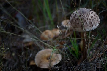 Close-up mushroom in the forest