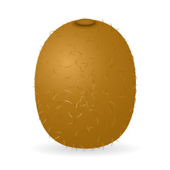 Vector illustration of kiwi isolated on white background