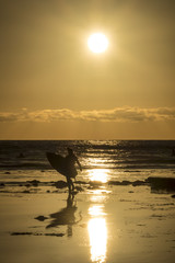 Fototapeta na wymiar Surfer walking on Gold Water at Sunset
