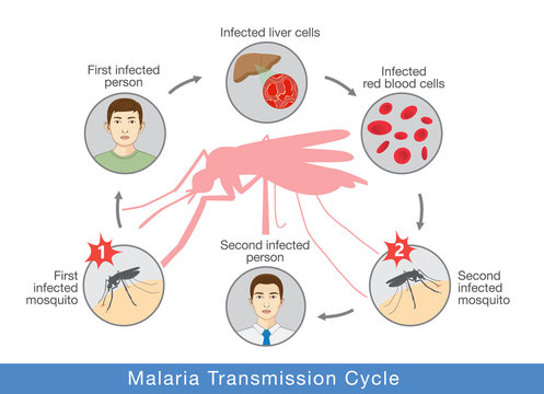 Illustration showing Malaria transmission cycle. Step of infections in people with mosquito.