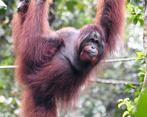 Semmenggoh Orang Utan Sanctuary