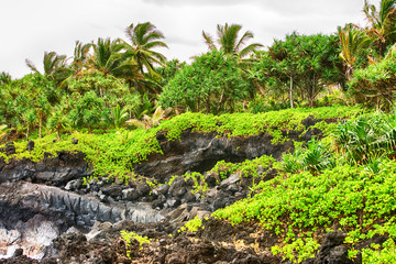 tropical green beach with black cliffs and palm trees