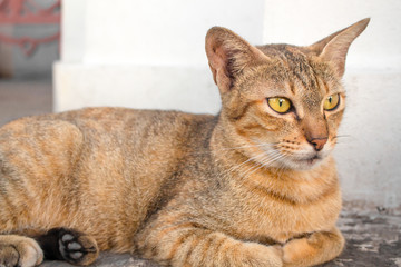 Brown cat with yellow eyes and a crescent of black eyes are looking.