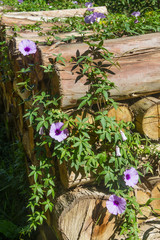 Wood pile with flowers in Nova Petropolis