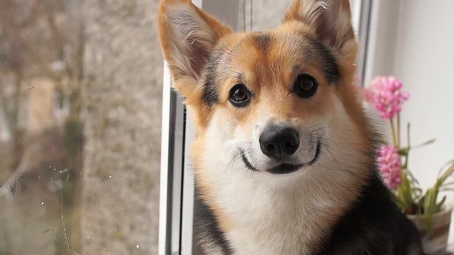 Dog breed Welsh Corgi Pembroke sits on the windowsill of his house and looks out the window.