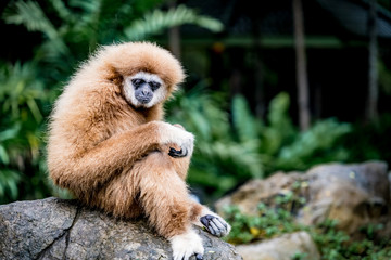 Brown gibbon sitting on the rock