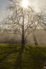 Fototapeta na wymiar Aura's Tree