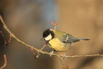 titmouse on a branch