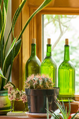 Cactus Window © James