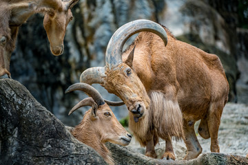 Mountain sheep