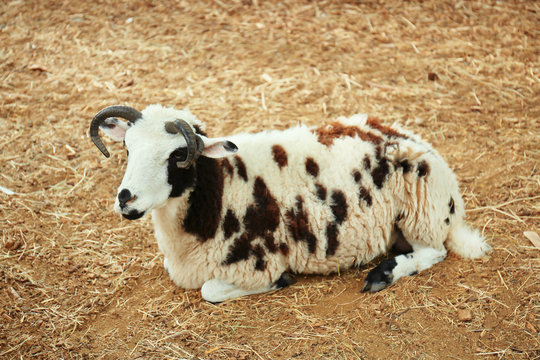 Cute sheep on farm